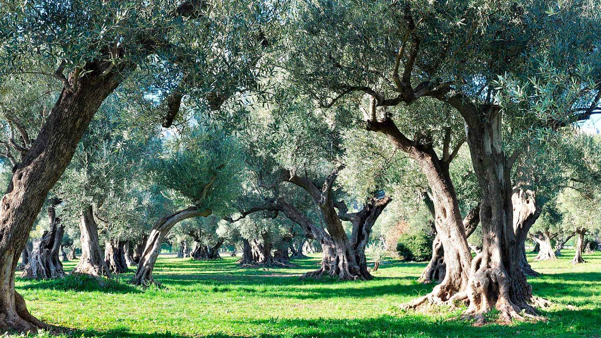 Al via l’iter di ristoro xylella per gli anni 2018 e il 2019 per la Provincia di Taranto