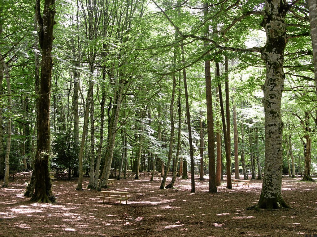 Bando di gara