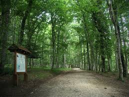 Umbra, la foresta vivente