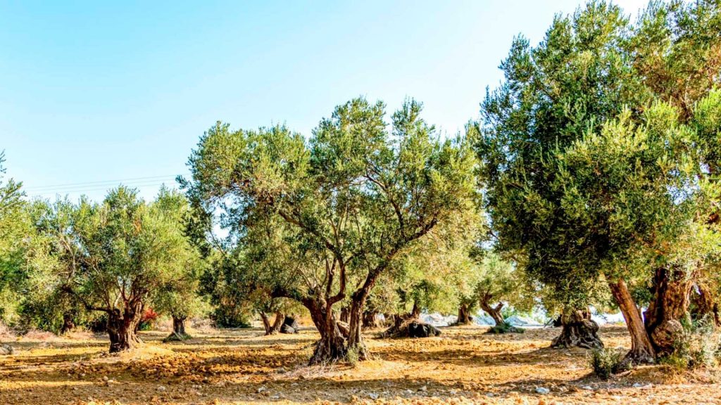 Avviato il monitoraggio per il contrasto alla diffusione della Xylella Fastidiosa in Puglia