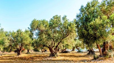 Calamità Xylella 2018-2019, Pentasuglia: “Al via le domande per i ristori”