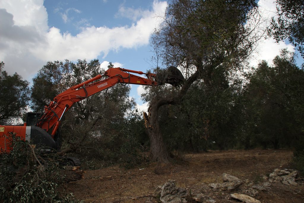 Lotta senza sosta alla Xylella