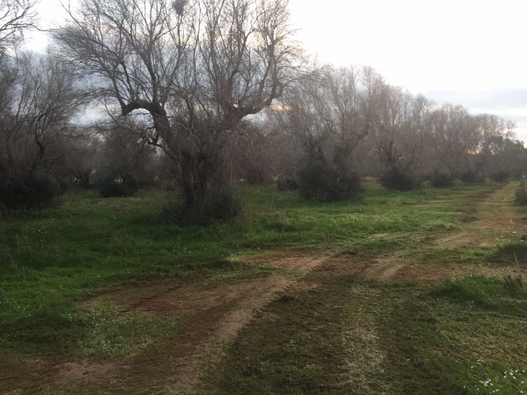 Focolaio Xylella a Monopoli, presto gli abbattimenti