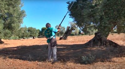 Ripreso il monitoraggio della Xylella