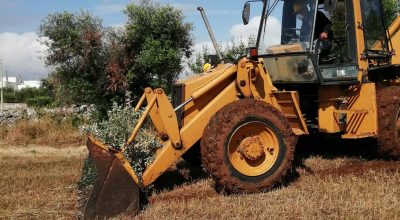 Xylella, abbattuti i 5 ulivi infetti a Locorotondo