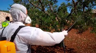 Trattamenti fitosanitari per i 18 ulivi infetti di Locorotondo
