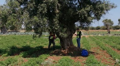 Xylella, è iniziato il monitoraggio 2020