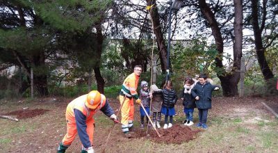 Giornata nazionale degli alberi, l’impegno dell’Arif nella tutela del patrimonio forestale