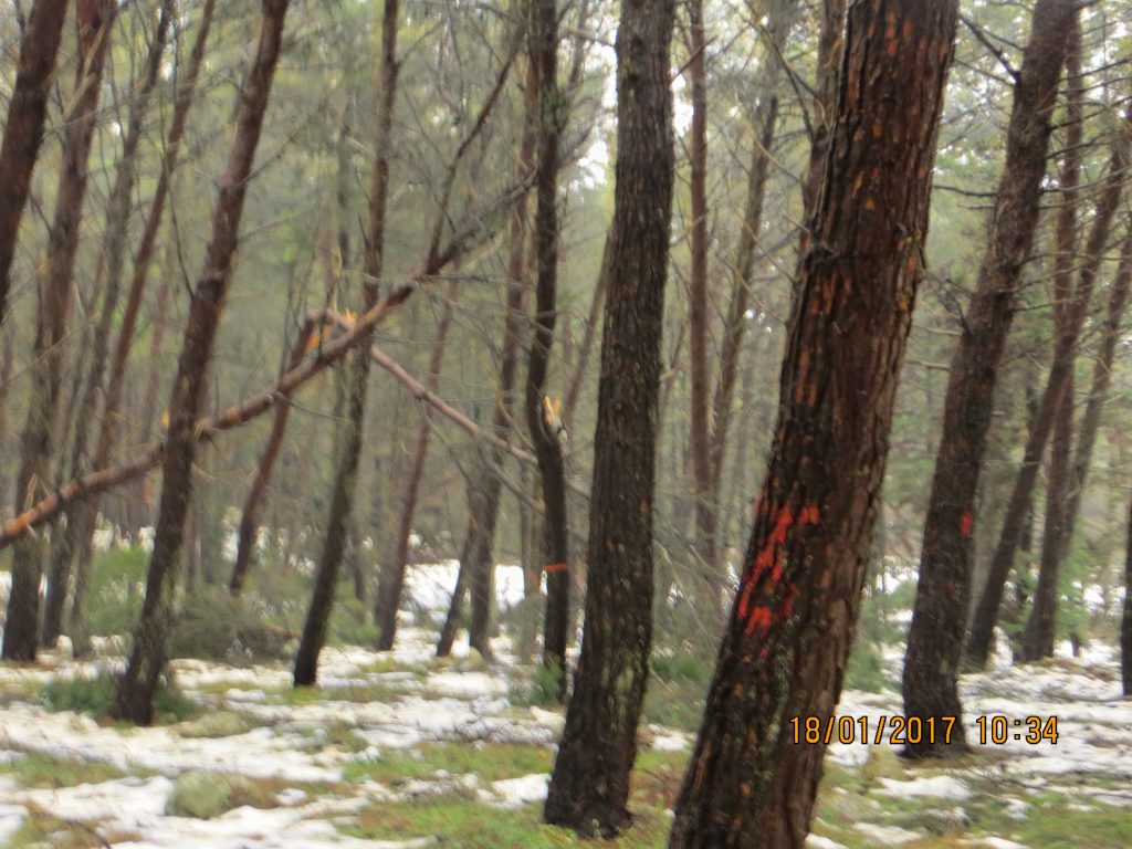 Ingenti i danni provocati da neve e maltempo nella Foresta di Mercadante