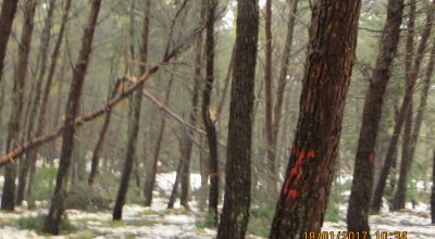 Ingenti i danni provocati da neve e maltempo nella Foresta di Mercadante