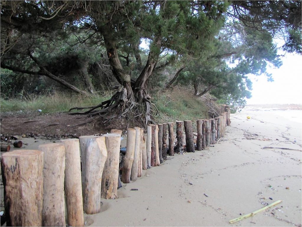 Ricostruzione delle dune e difesa dell’ecosistema costiero