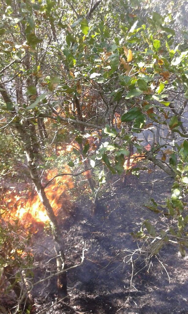 Mottola, salvati dal fuoco cento ettari di querceto