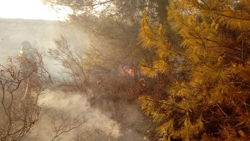 Statte (Ta): incendio di chioma spento da 4 squadre Arif