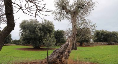 Ecco l’ulivo colpito da Xylella in territorio di Monopoli