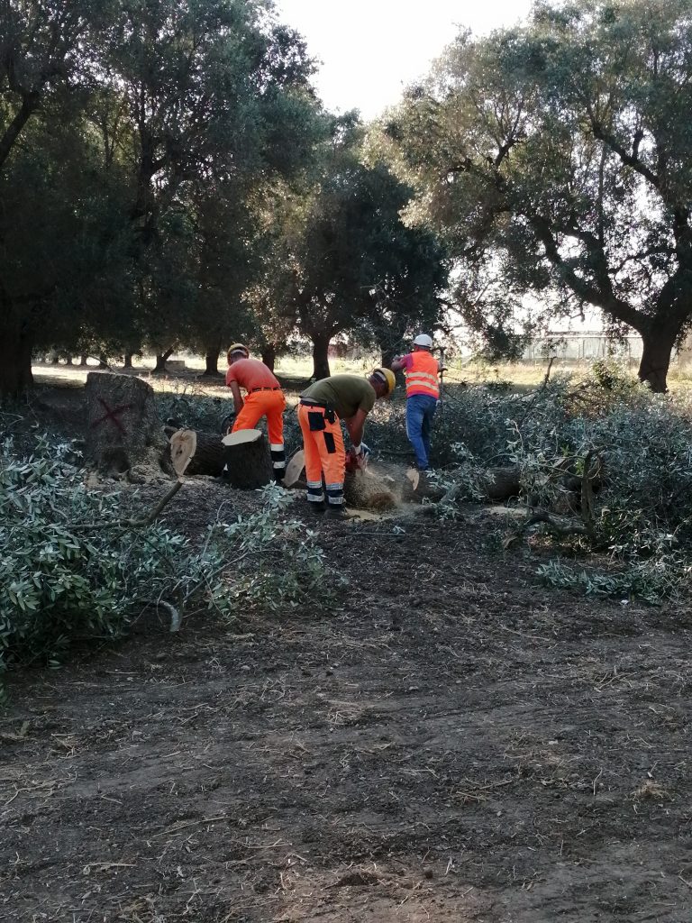 Abbattuti ulivi infetti da Xylella nel territorio di Francavilla Fontan