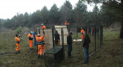 Dal 19 febbraio censimento dei cinghiali sulla Murgia