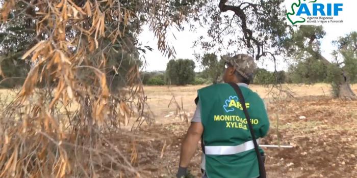 Xylella, riprende il monitoraggio e comincia l’eradicazione