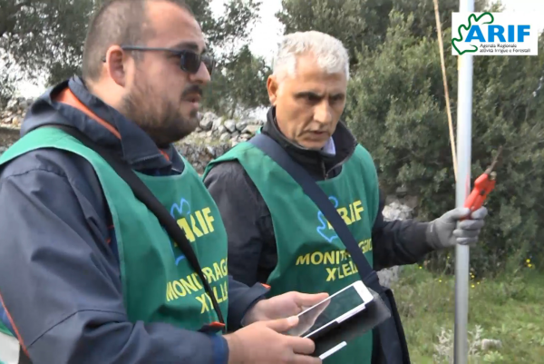 Xylella, 7 piante infette nella zona di contenimento