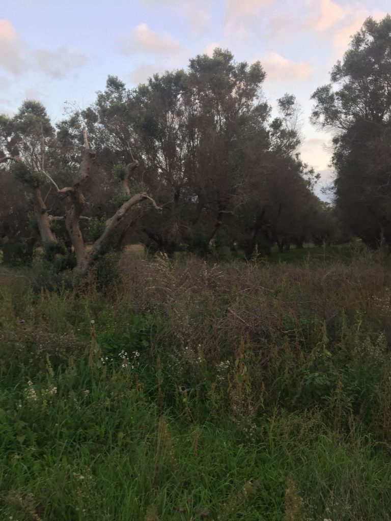 Xylella, da domani riprendono gli abbattimenti