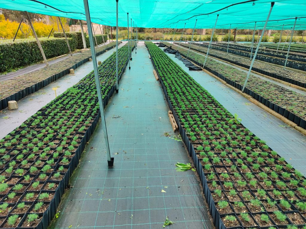 Prova Pubblicazione SELLITRI