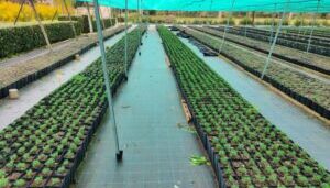 Prova Pubblicazione SELLITRI